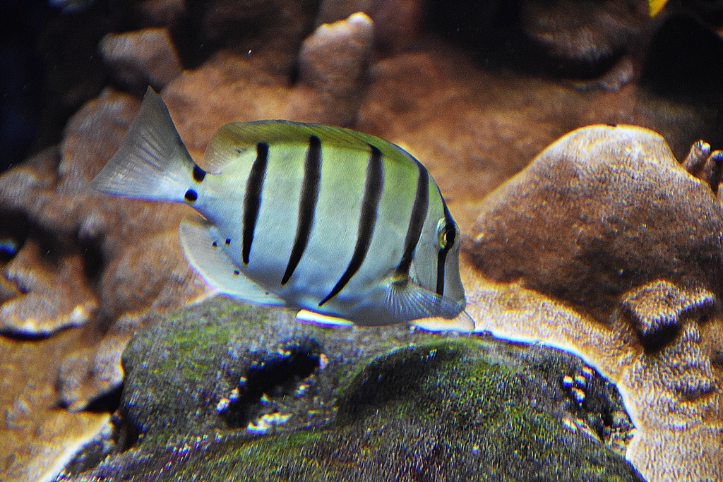 Acanthurus triostegus