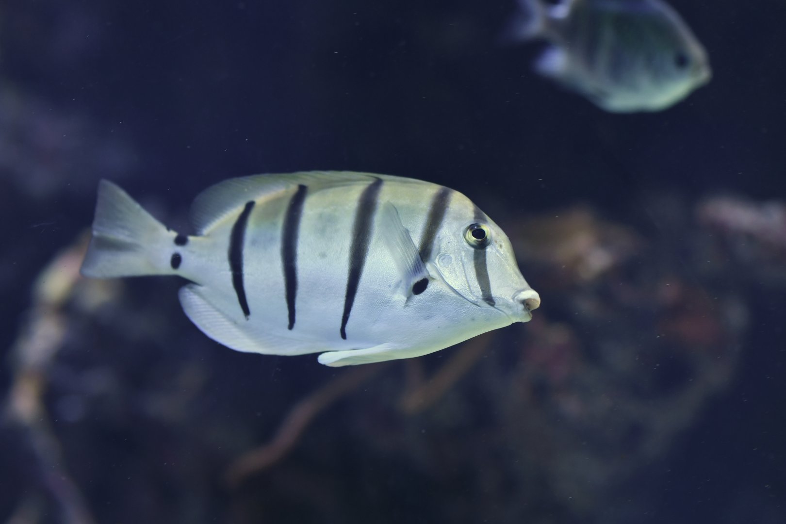 Acanthurus triostegus