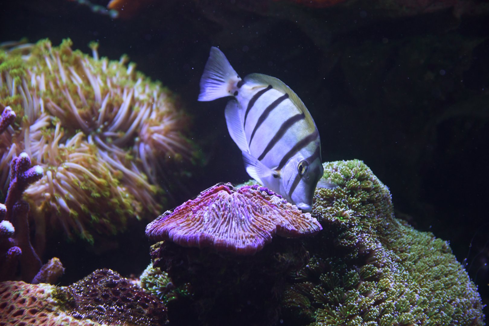 Acanthurus triostegus