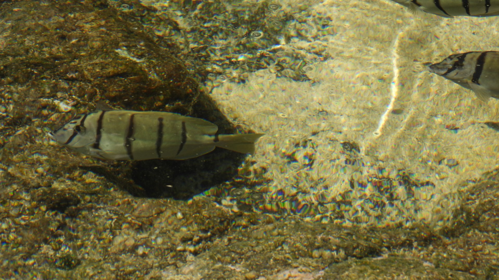 Acanthurus triostegus