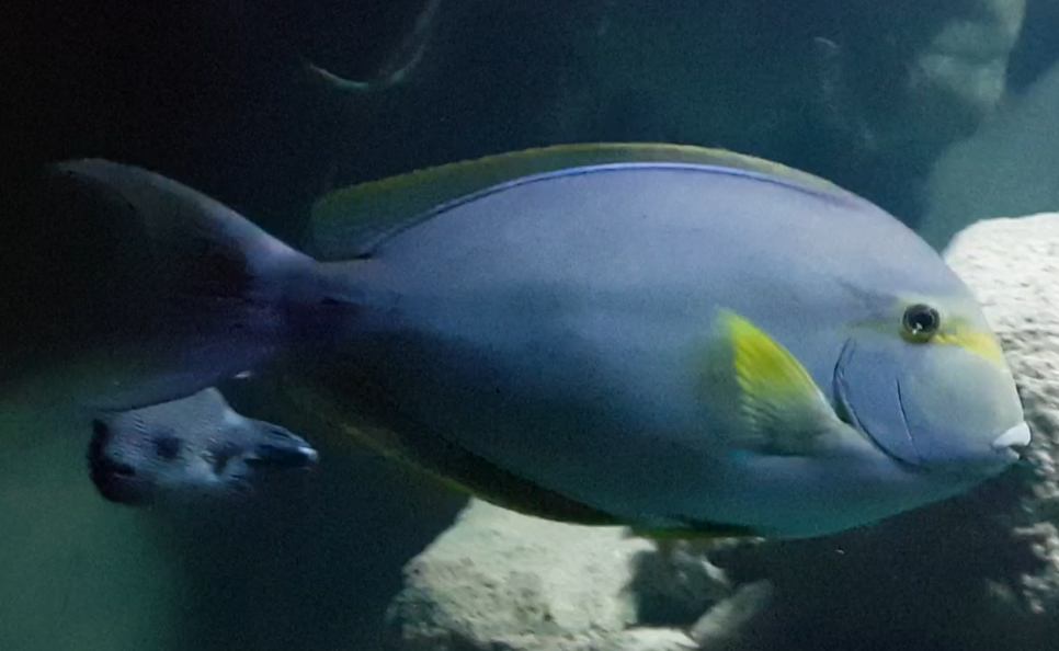 Acanthurus xanthopterus - Yellowfin surgeonfish