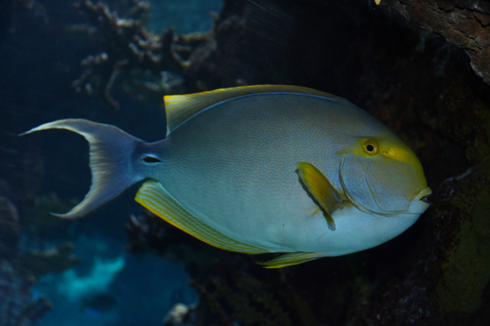 Acanthurus xanthopterus