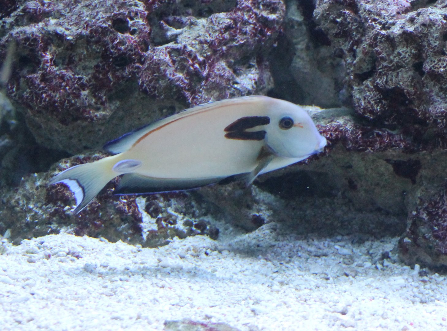 Acanthutus tennentii