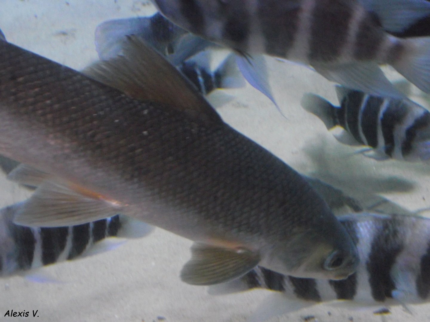 Acapoeta tanganicae - Zooparc de Beauval - 12/01/2025