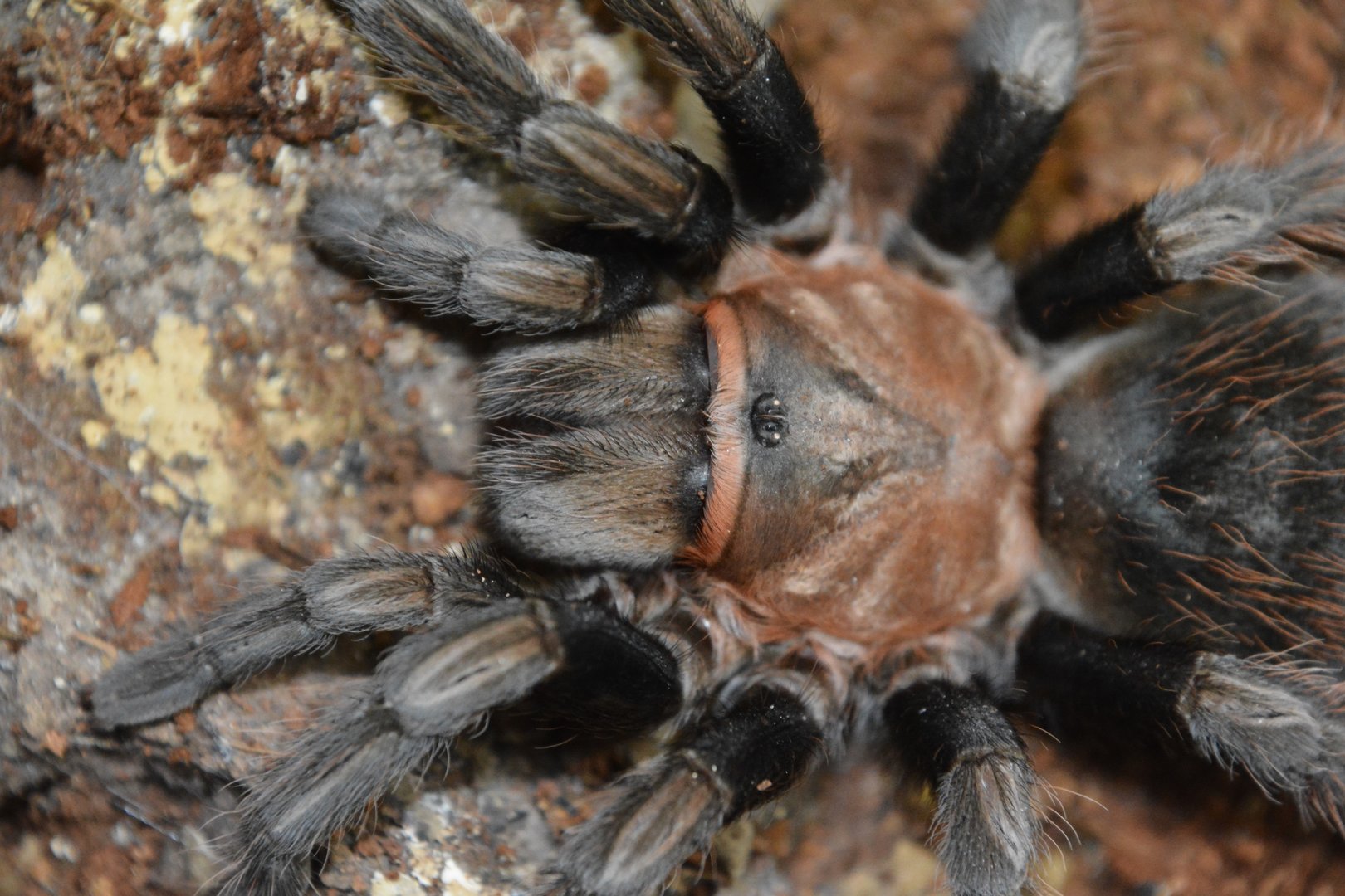 Acapulco tarantula (Aphonopelma sp. 'Acapulco')