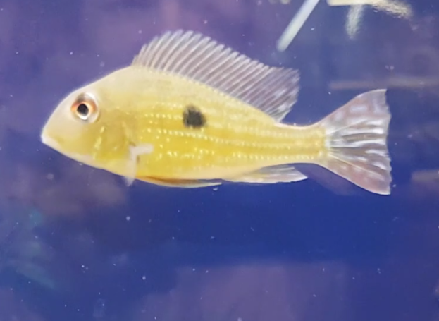 Acarichthys heckelii