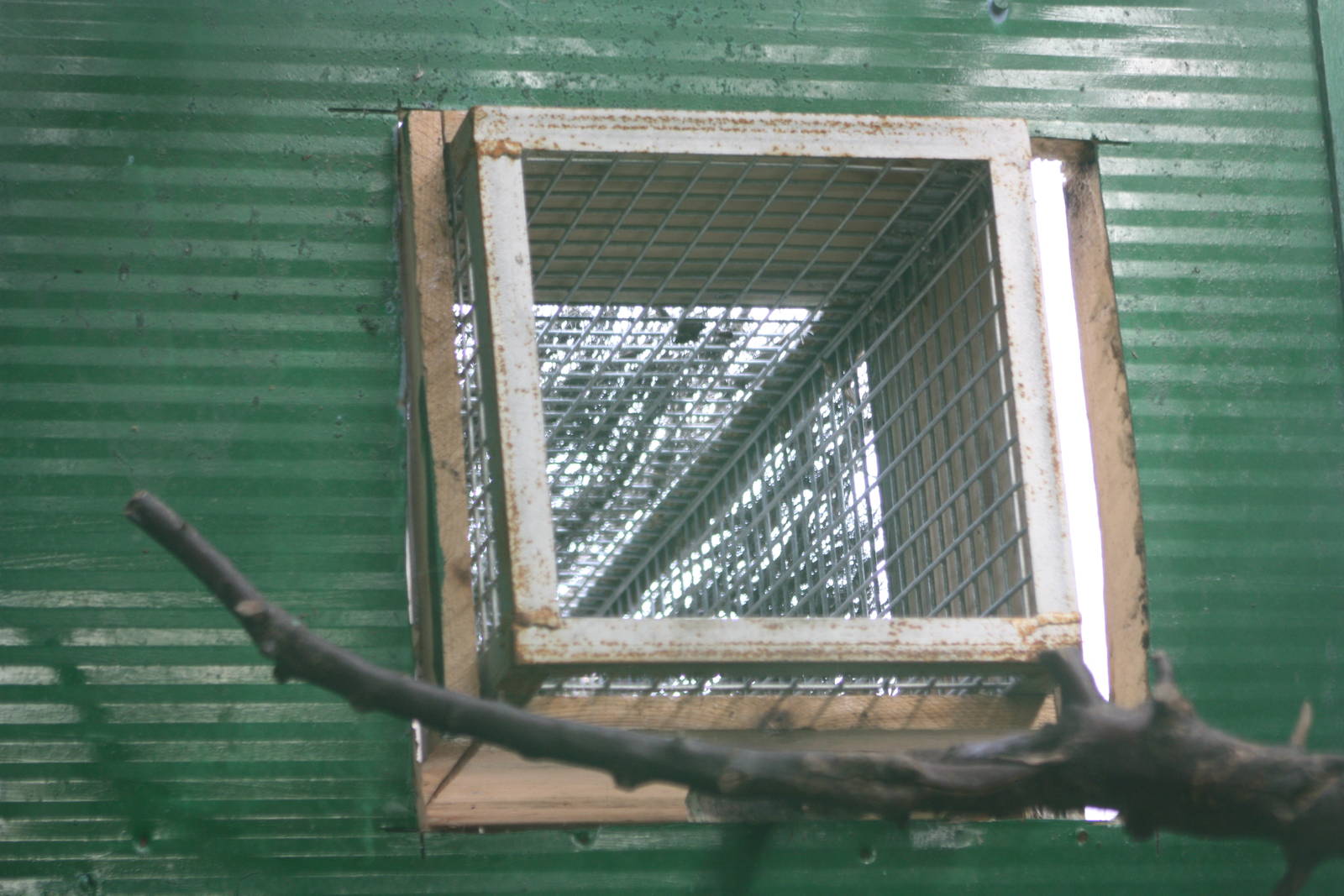 Access between indoor and outdoor toucan aviaries, 23rd September 2014