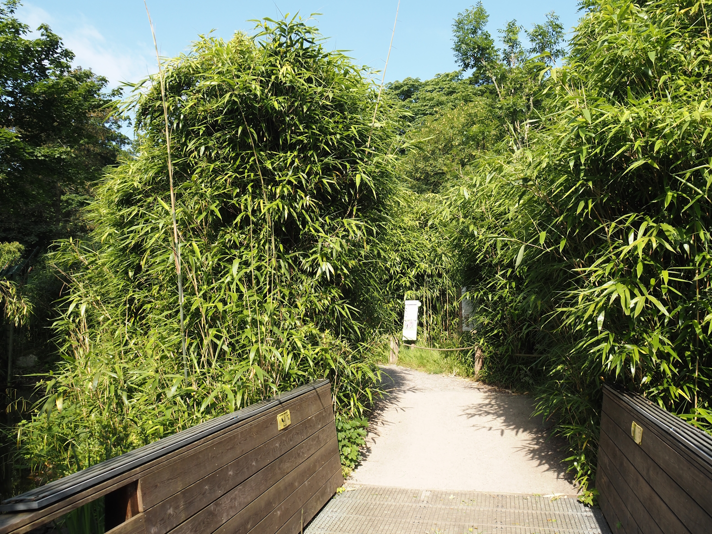 Access bridge to the ring-tailed lemur and black-and-white ruffed lemur island, 2024-06-08