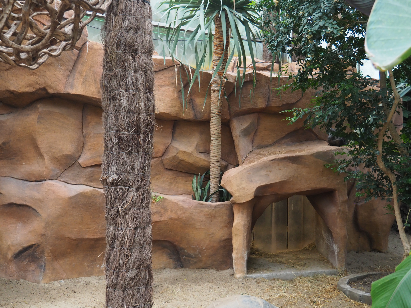 Access to Aldabra giant tortoise holding and shelter area, 2020-09-03