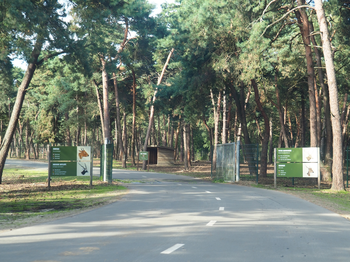 Access to Asian forest drive-through section, 2023-08-15