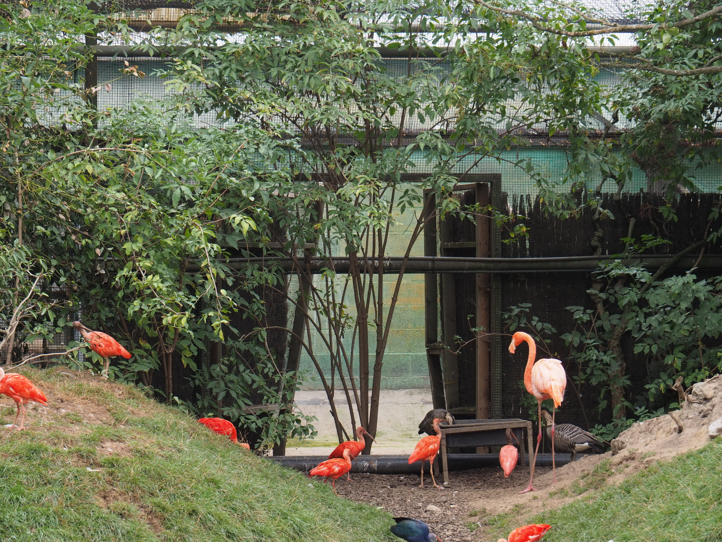 Access to giant aviary bird holding and indoor areas, 2020-09-03