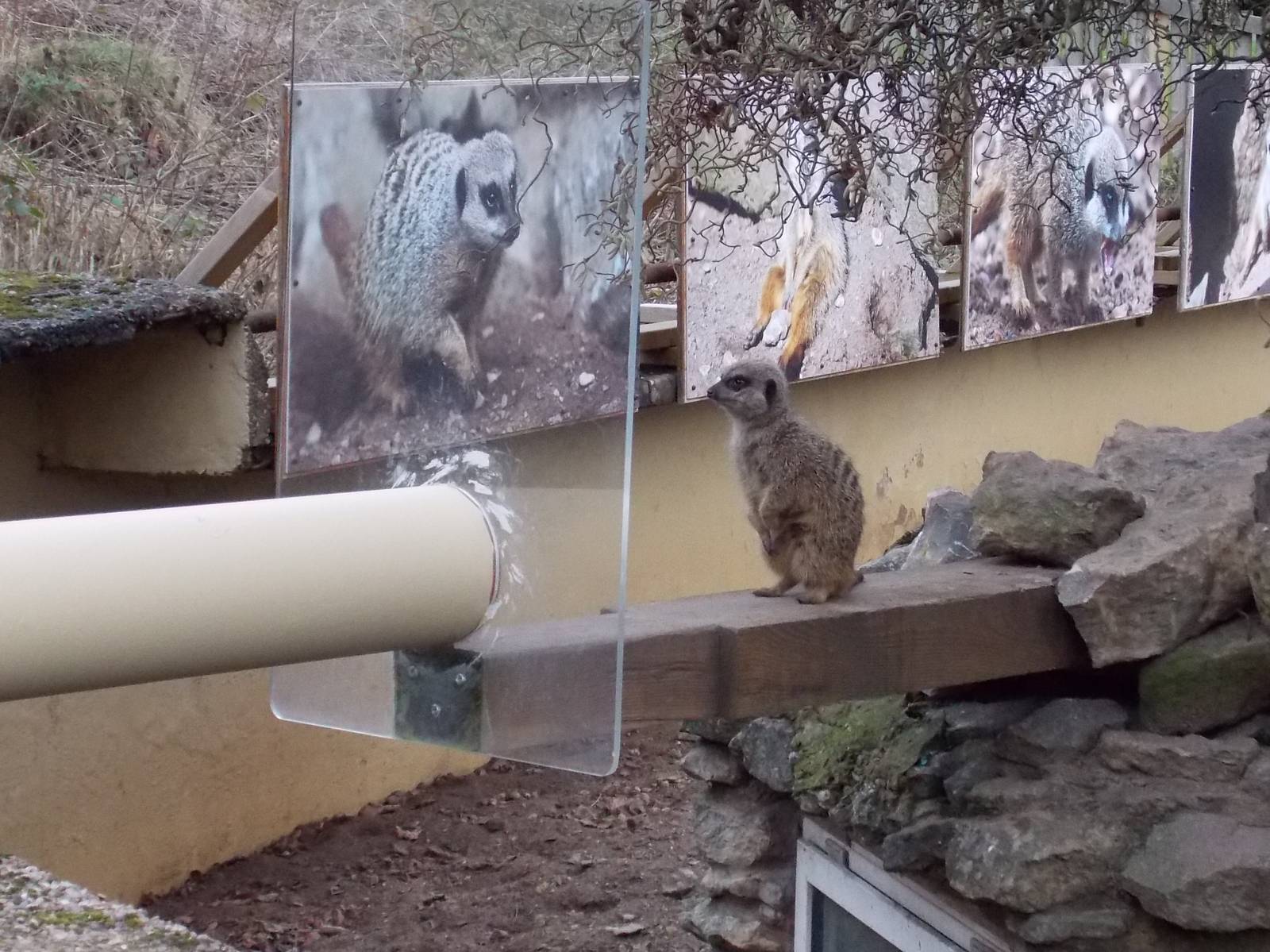 Access to Meerkat house