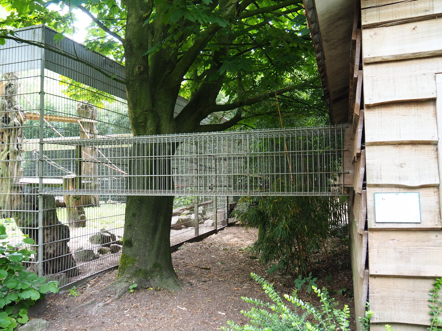 Access to outdoor exhibit for black-capped capuchins and ring-tailed coatis, 2019-05-25