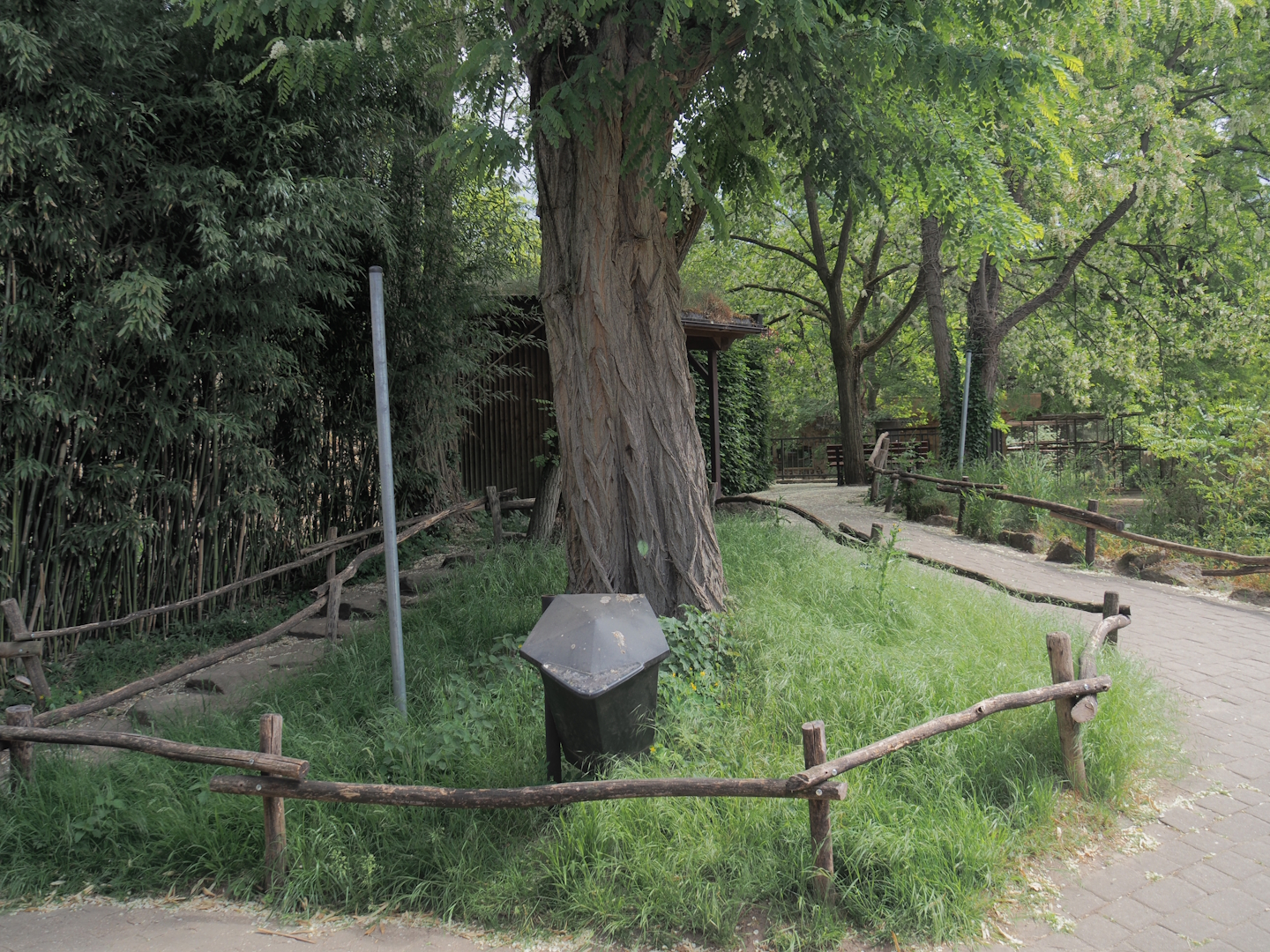 Access to viewing area for gelada exhibits, 2025-05-22