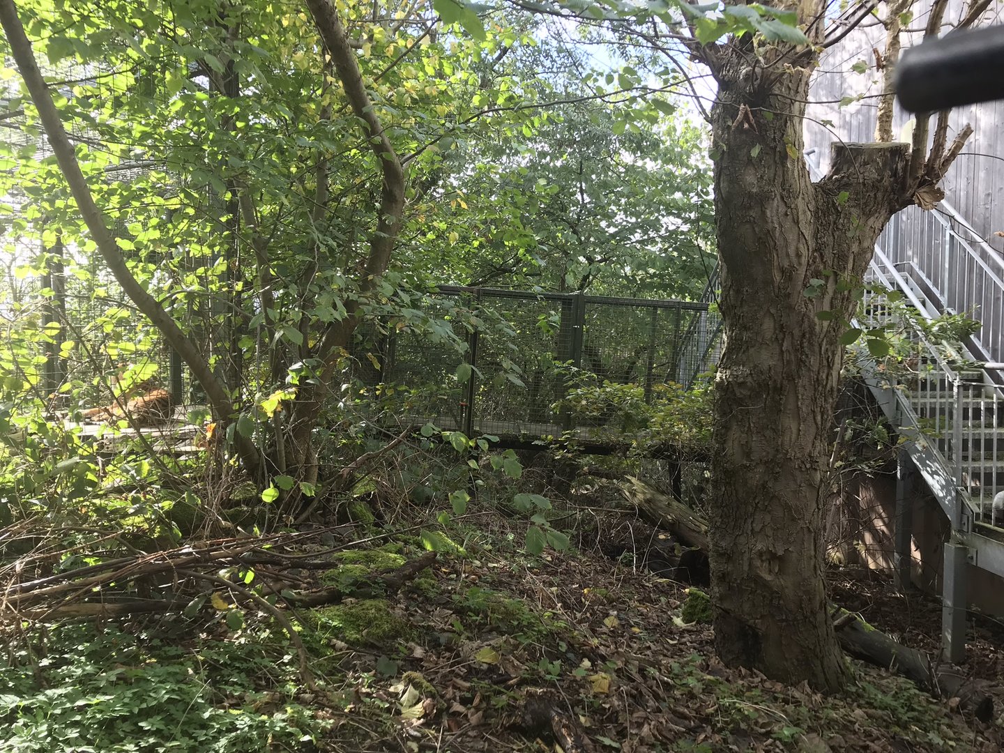 Access tunnels between the tiger enclosures