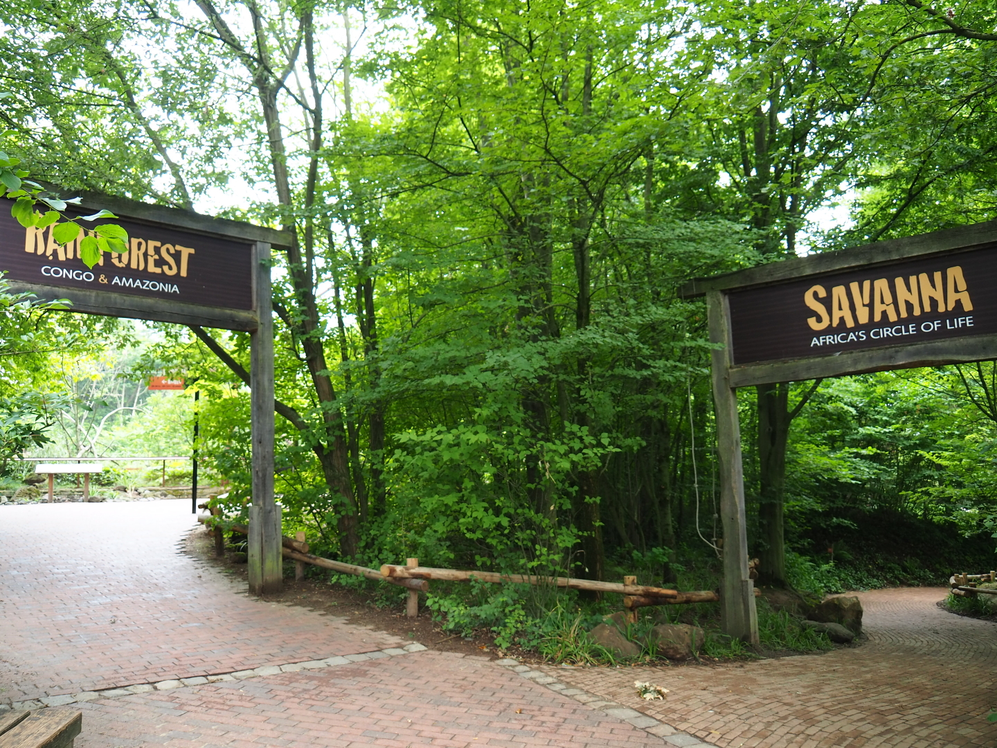 Accesses to Rainforest and Savanna sections, 2019-07-21