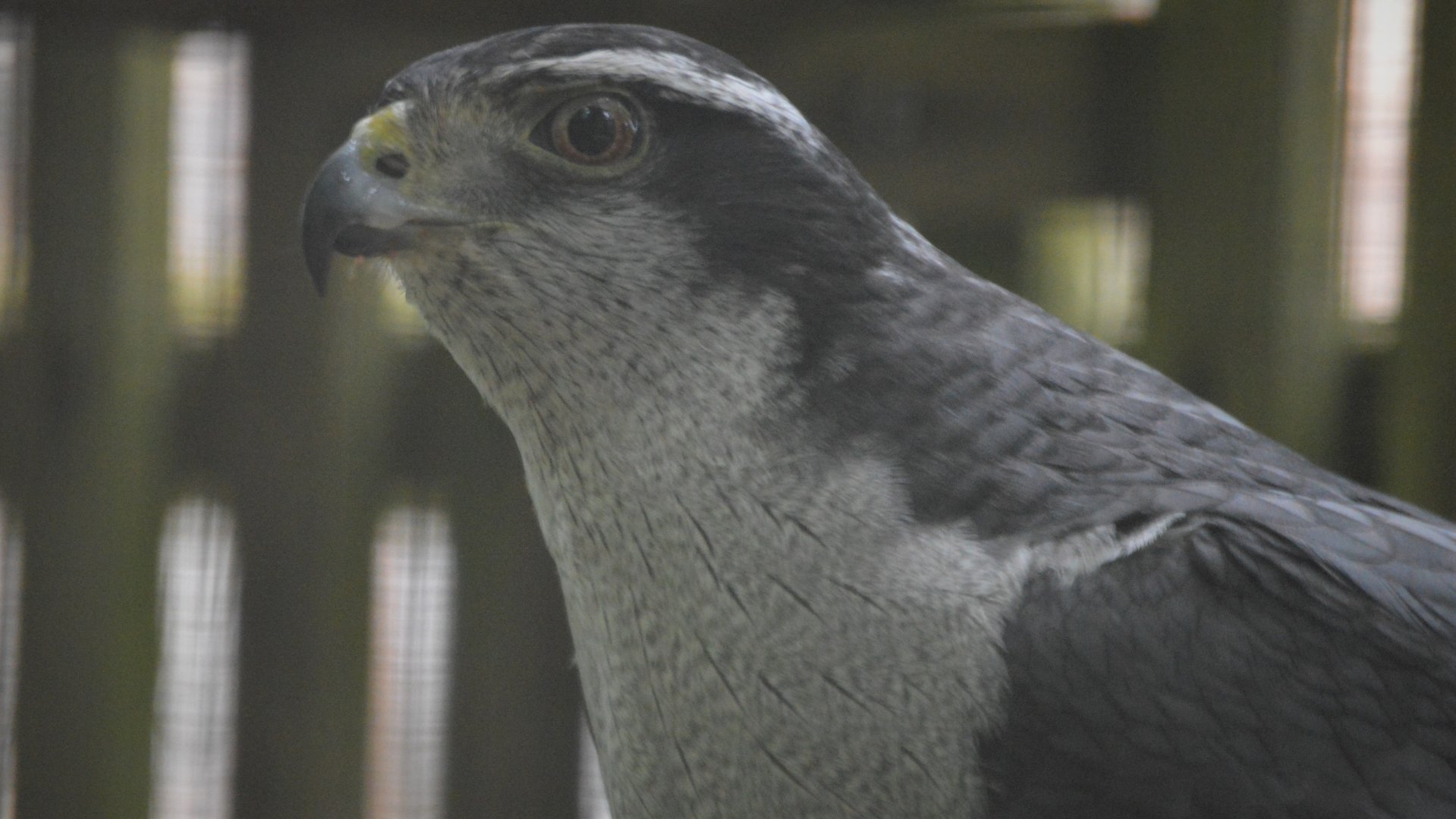 Accipiter gentilis atricapillus