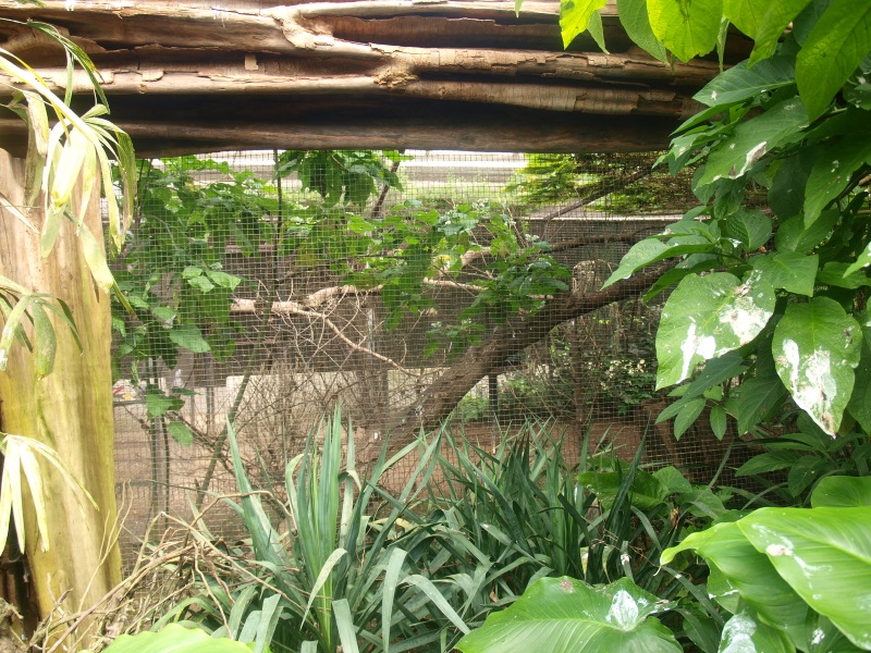 Acclimatization aviary (April 19th, 2015)