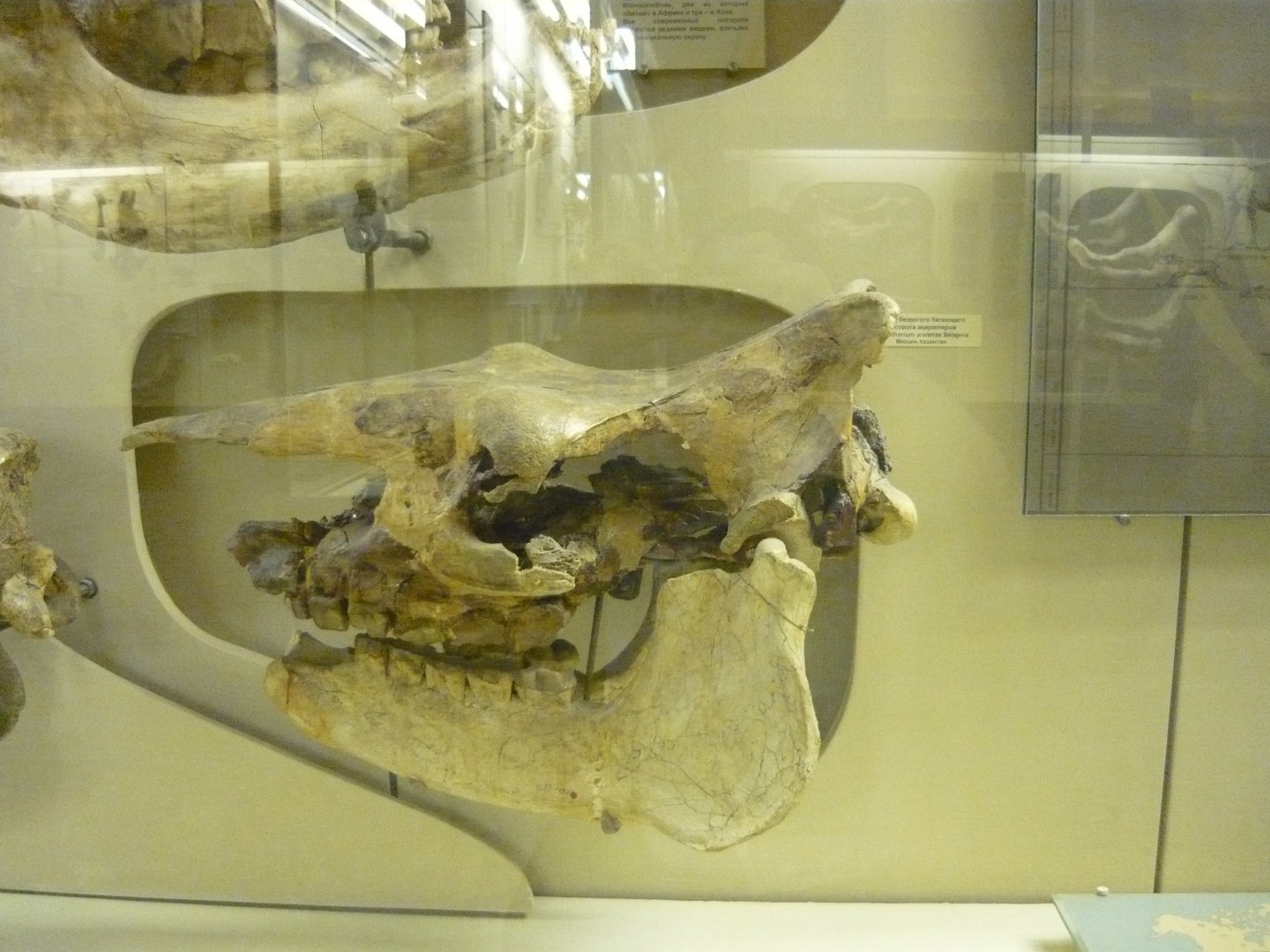 Aceratherium aralense skull