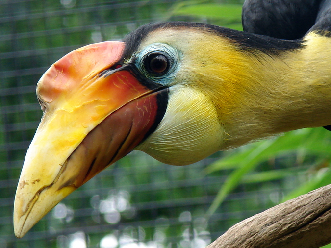 Aceros corrugatus / Sunda wrinkled hornbill (male)