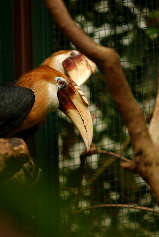 Aceros plicatus at Walsrode