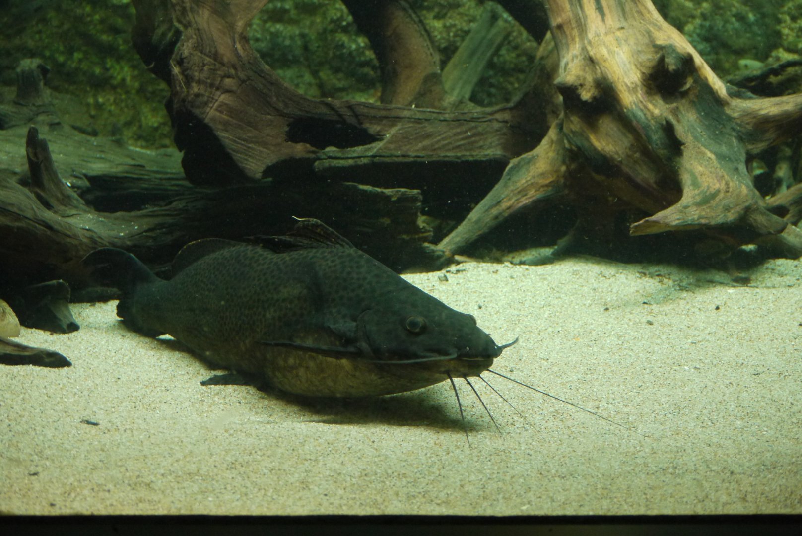 Achara Catfish