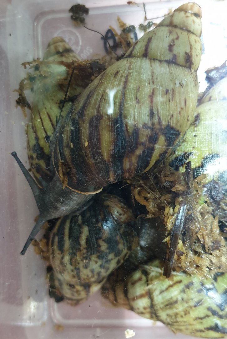 Achatina adelinae
