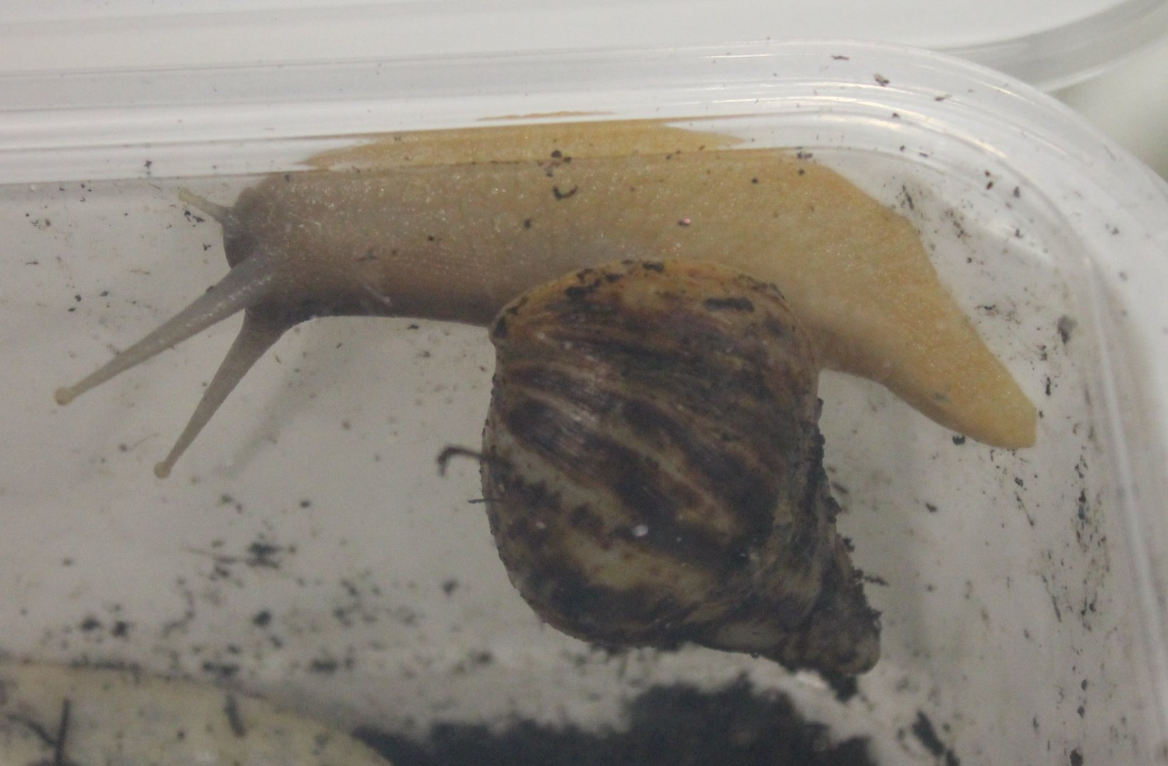 Achatina reticulata
