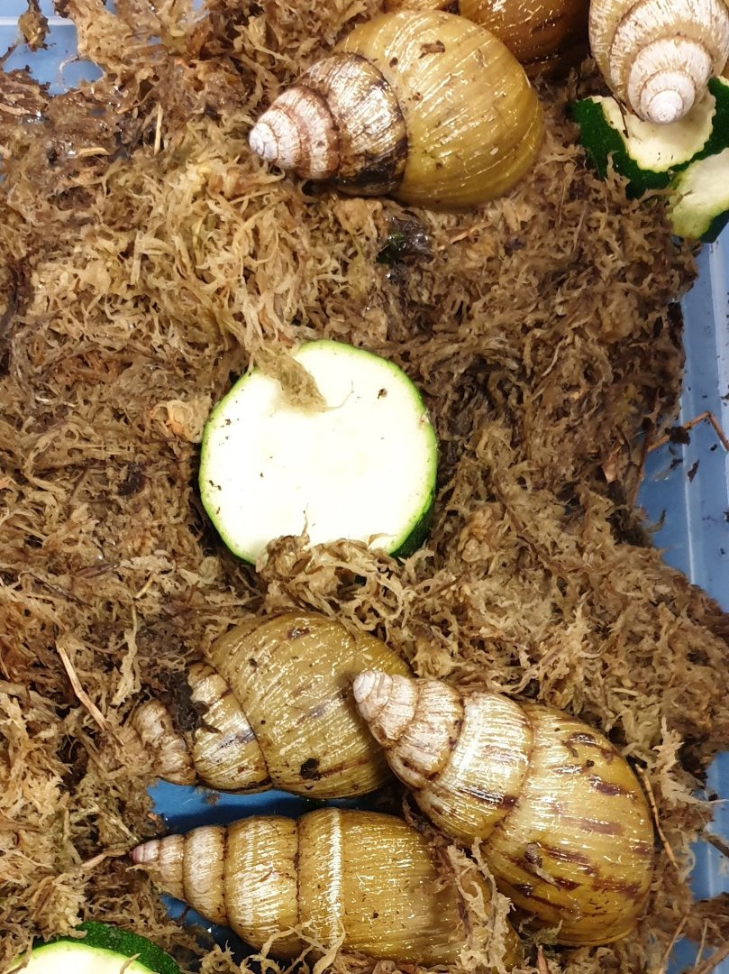 Achatina schweinfurthii simulans