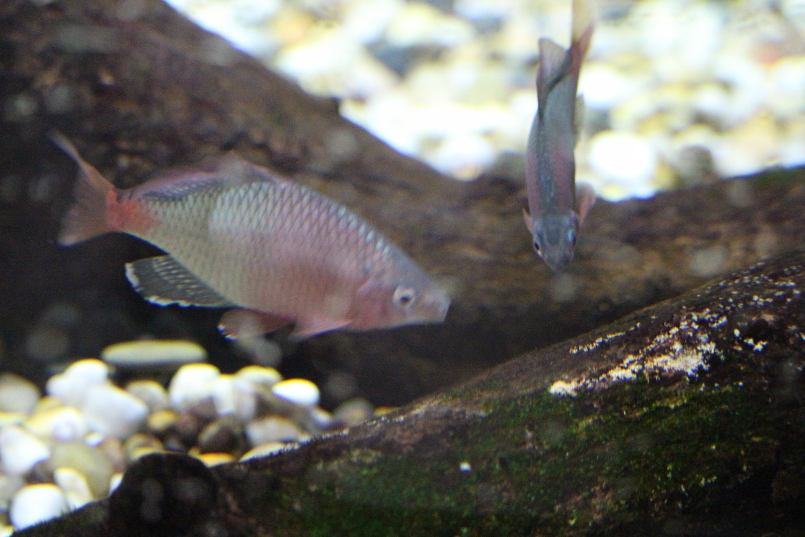 Acheilognathus tonkinensis / Chinese Red-tail Bitterlings
