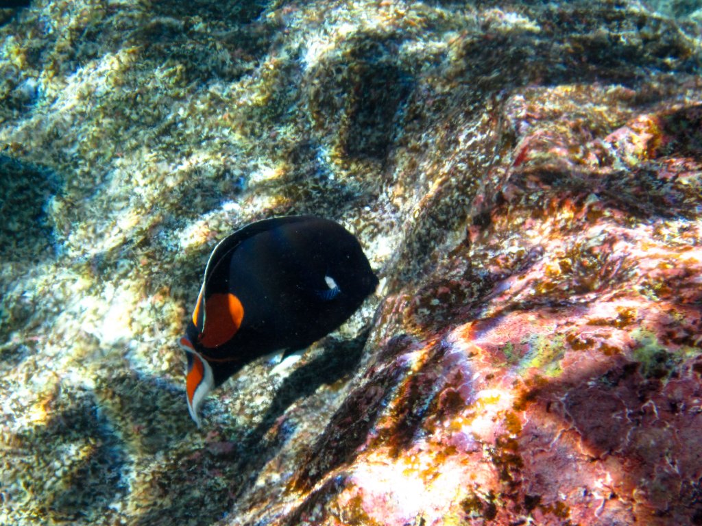 Achilles Tang (Acanthurus achilles)
