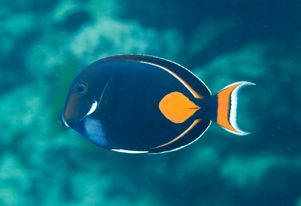 Achilles Tang (Acanthurus achilles)
