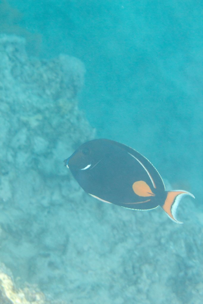 Achilles Tang (Acanthurus achilles)