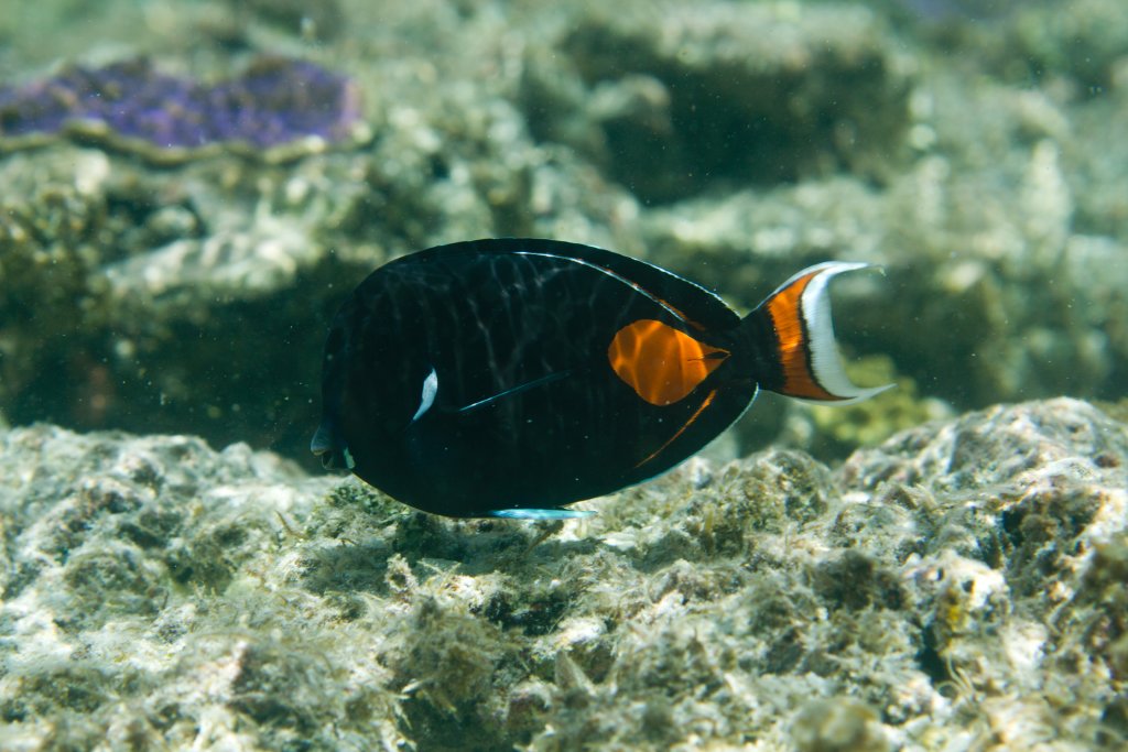 Achilles Tang (Acanthurus achilles)