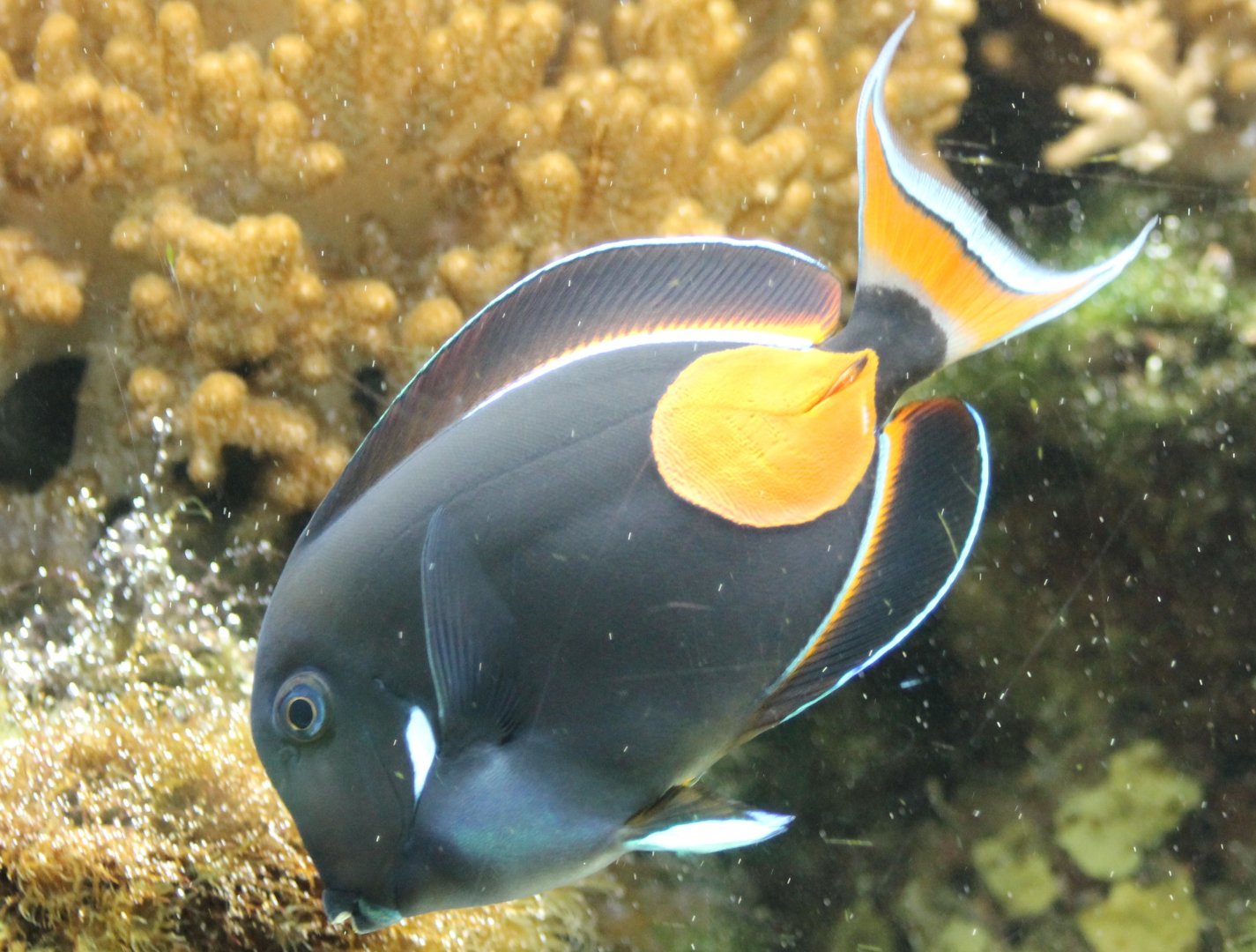 Achilles tang - Acanthurus achilles