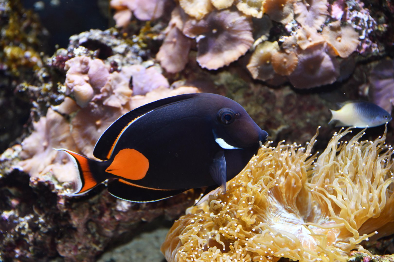 Achilles Tang (Acanthurus achilles)