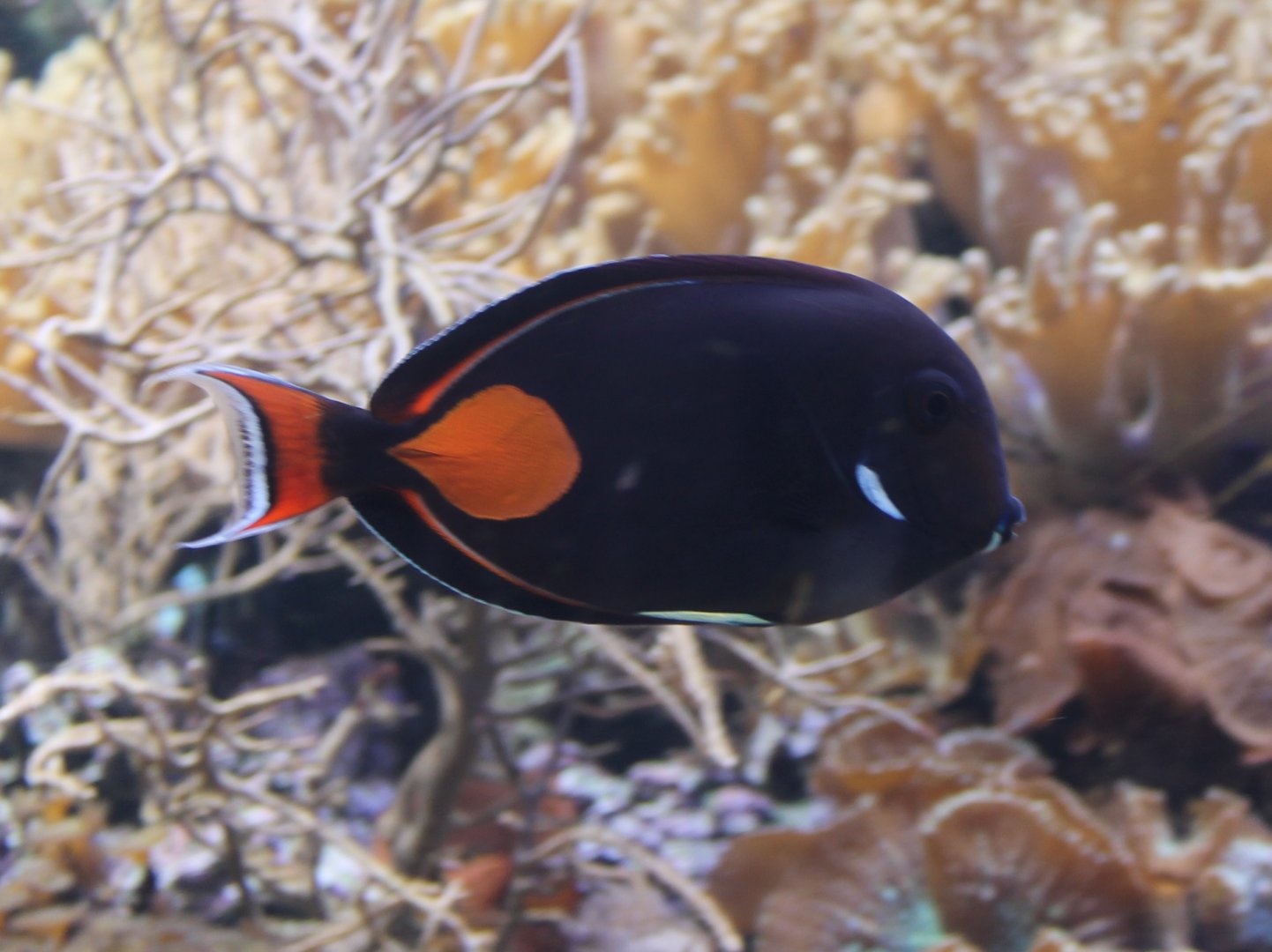 Achilles tang - Achanthurus achilles