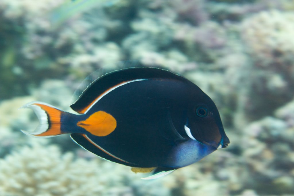 Achilles Tang