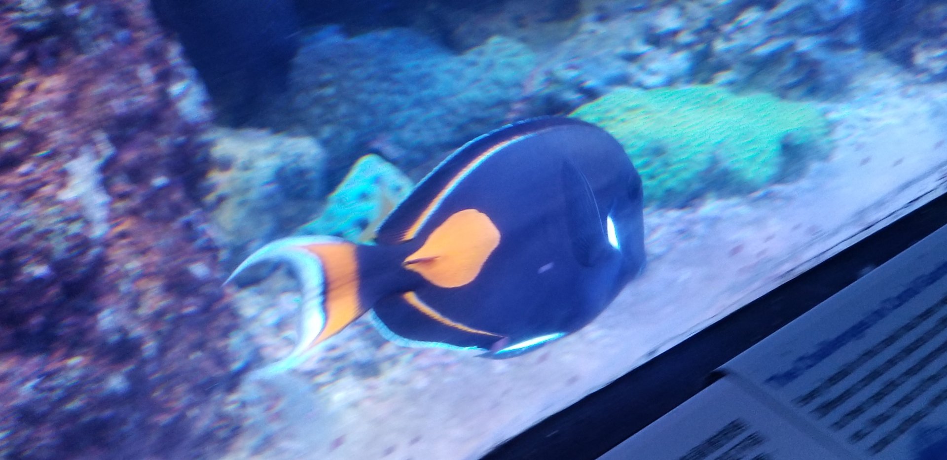 Achilles Tang