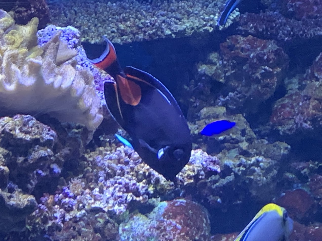 Achilles tang