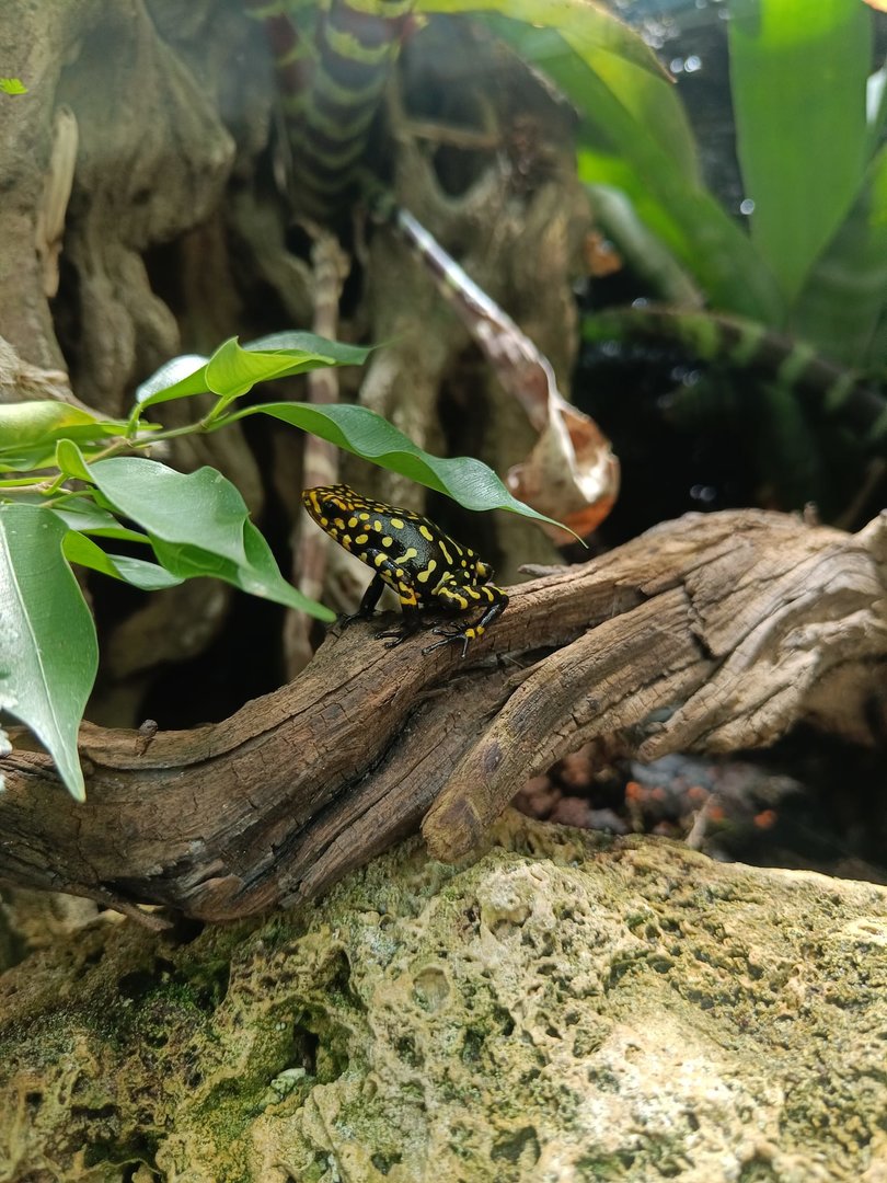 Achincaya Poison Dart Frog