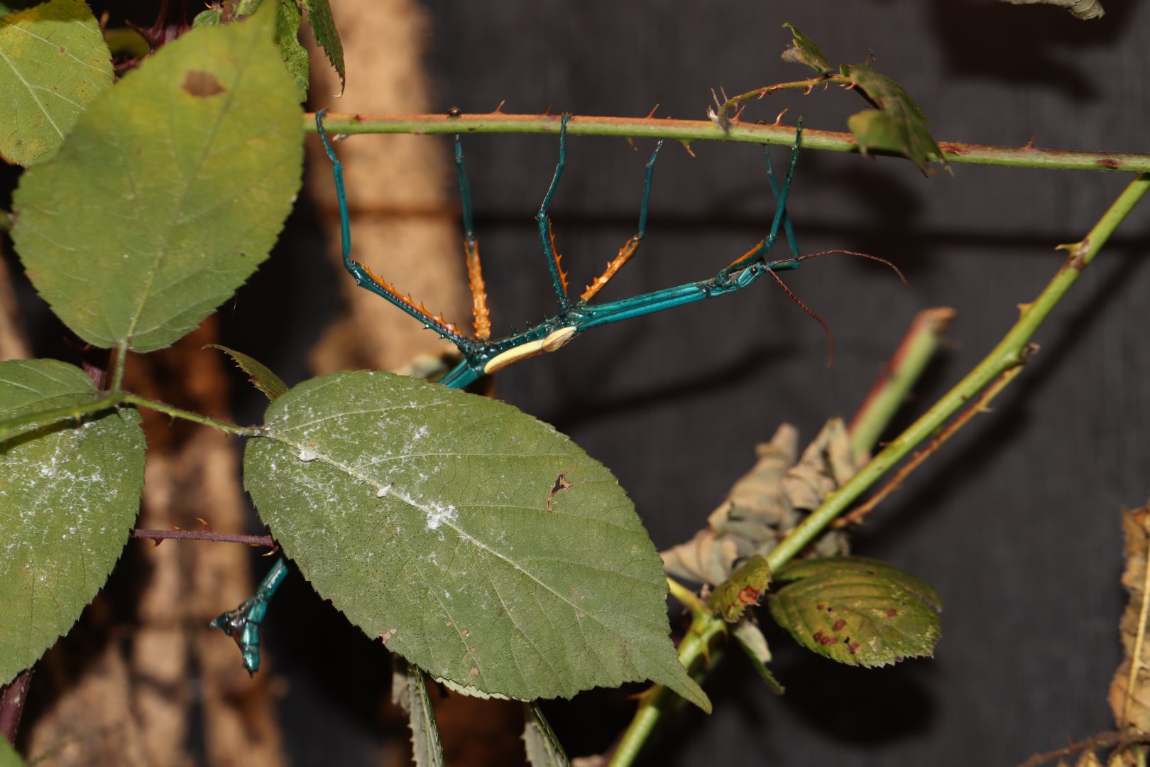 Achrioptera fallax