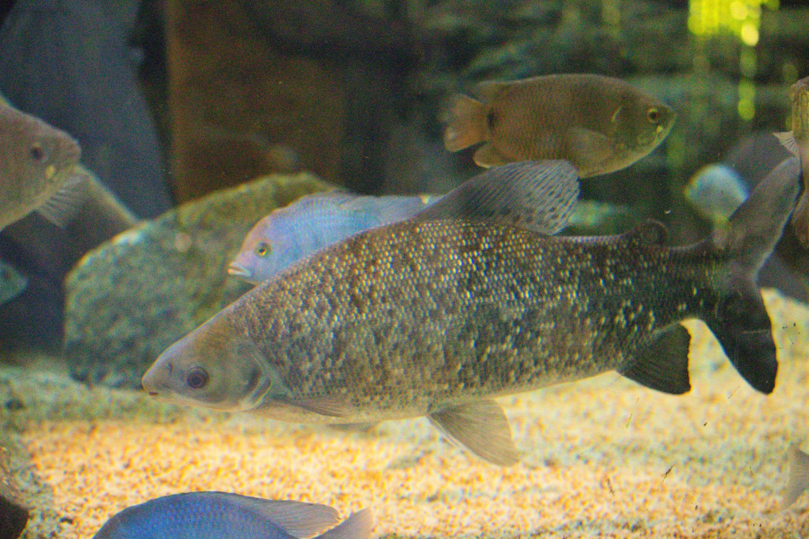 Aciar ( Distichodus engycephalus ? )