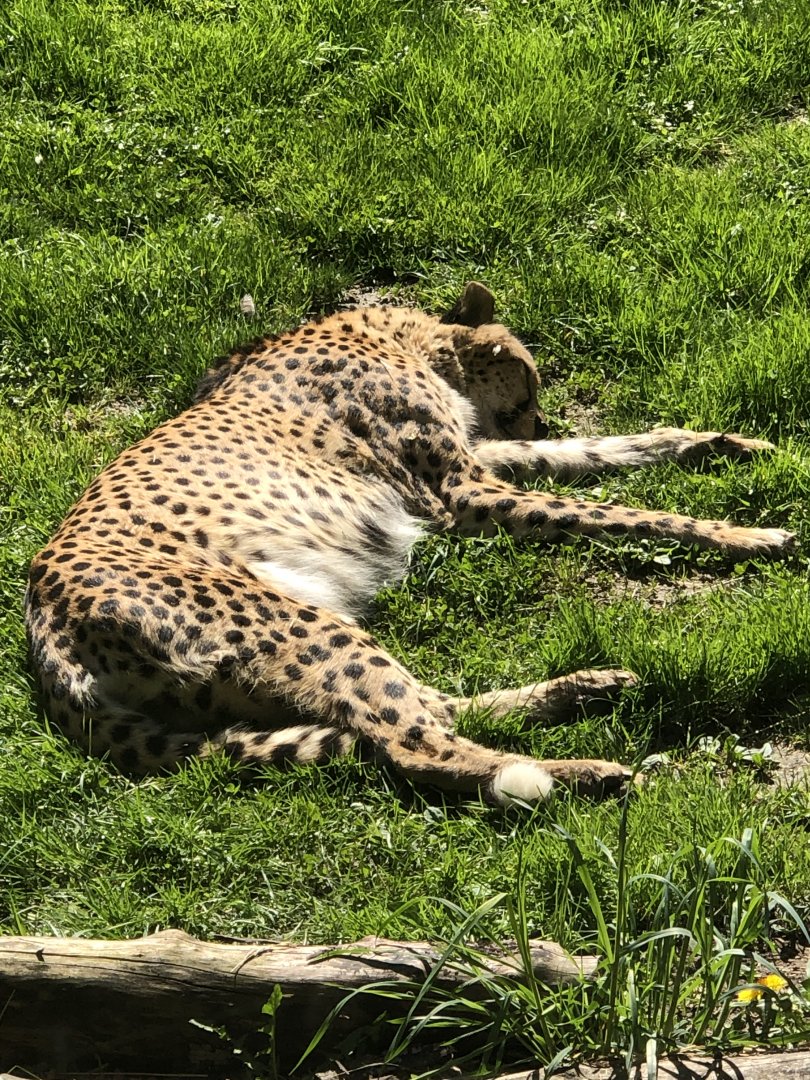 Acinonyx jubatus (Cheetah)