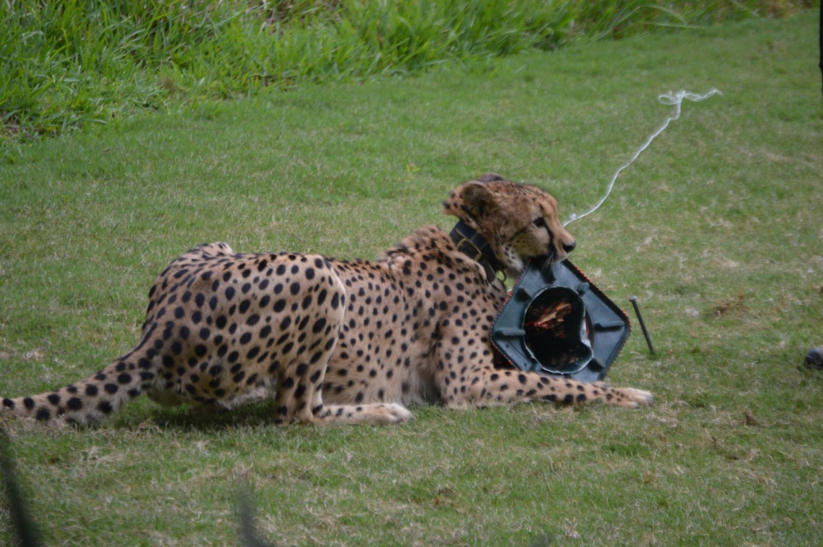 Acinonyx jubatus jubatus chewing the wrong object