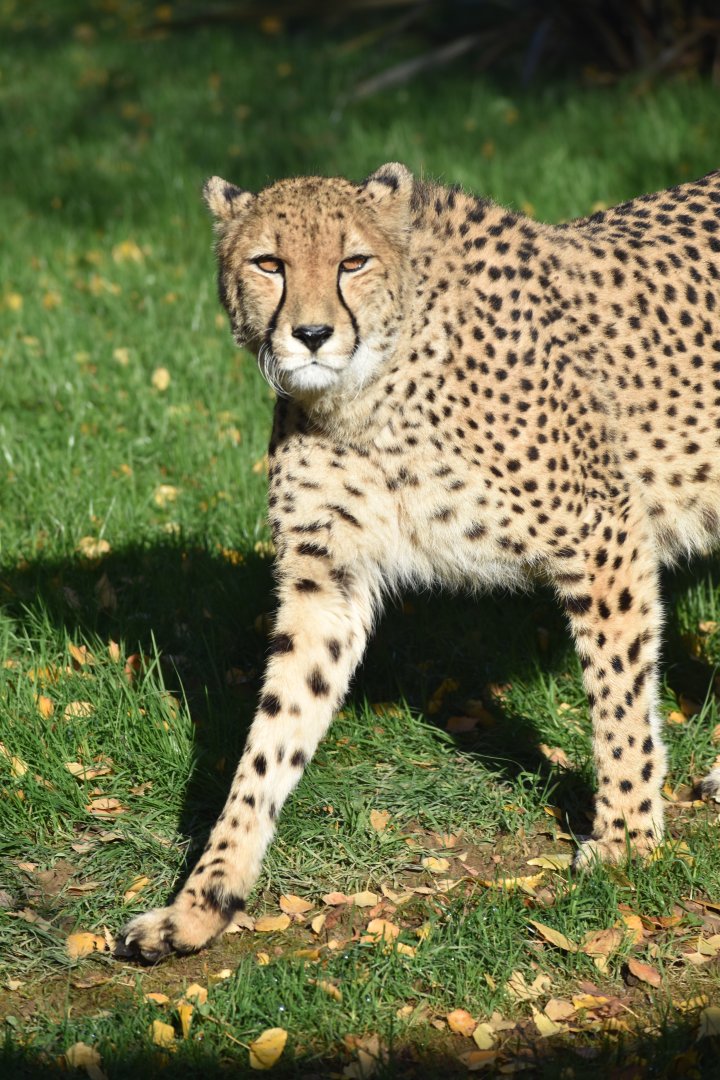 Acinonyx jubatus jubatus - South African Cheetah (Female)