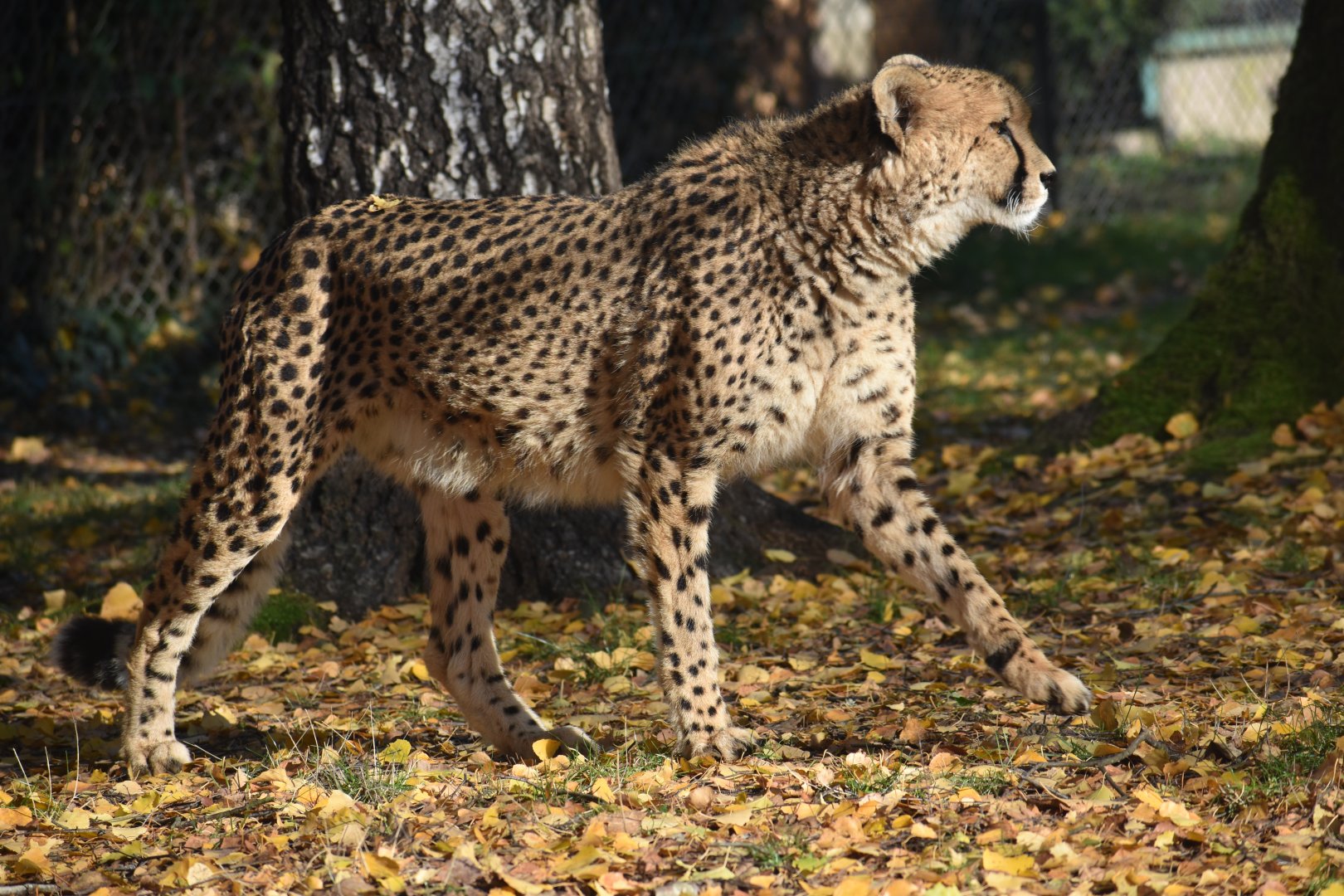 Acinonyx jubatus jubatus - South African Cheetah (Female)