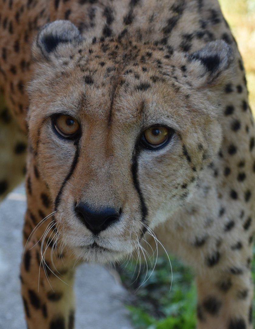 Acinonyx jubatus jubatus - South African Cheetah (Male)