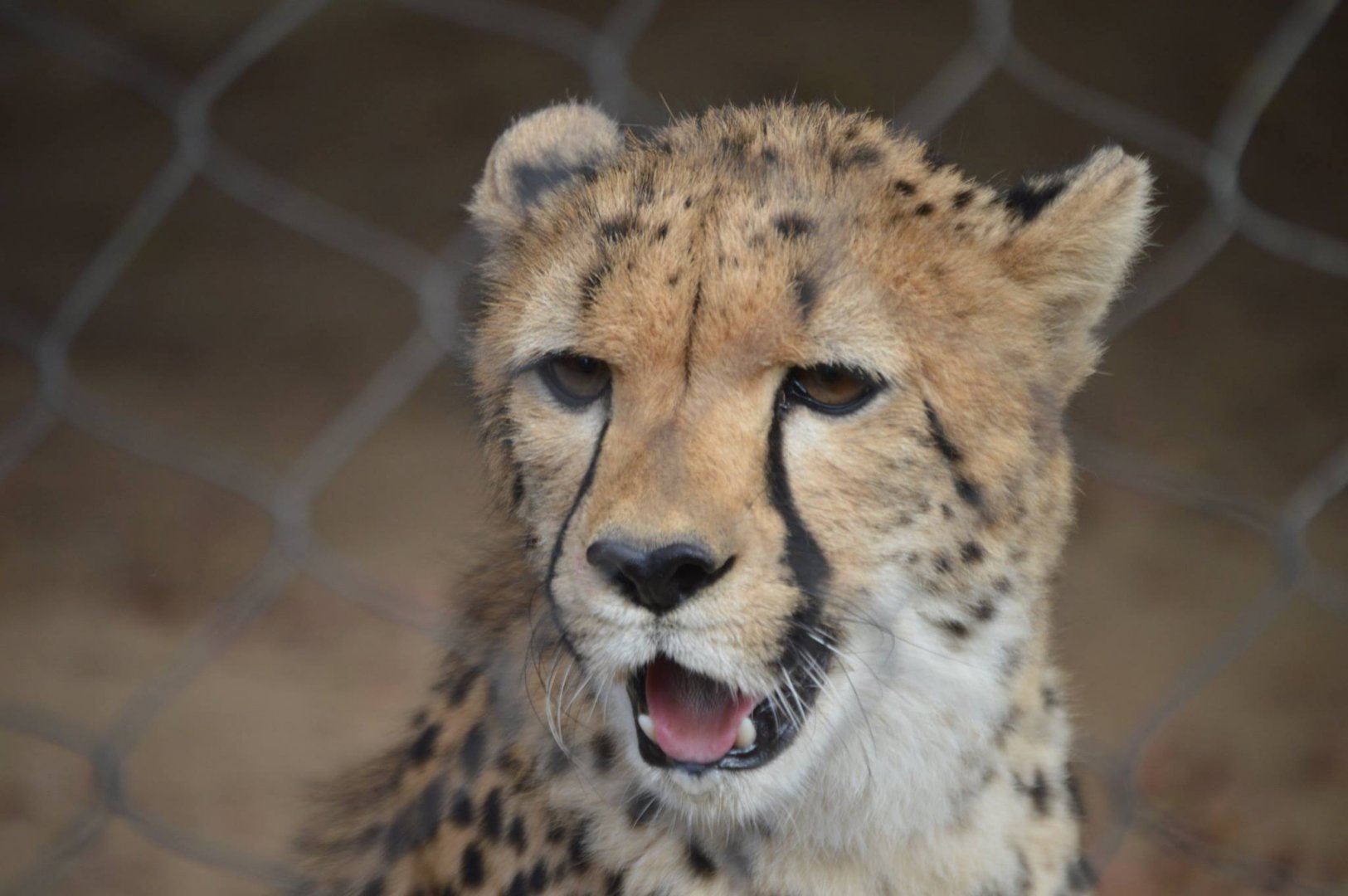 Acinonyx jubatus jubatus