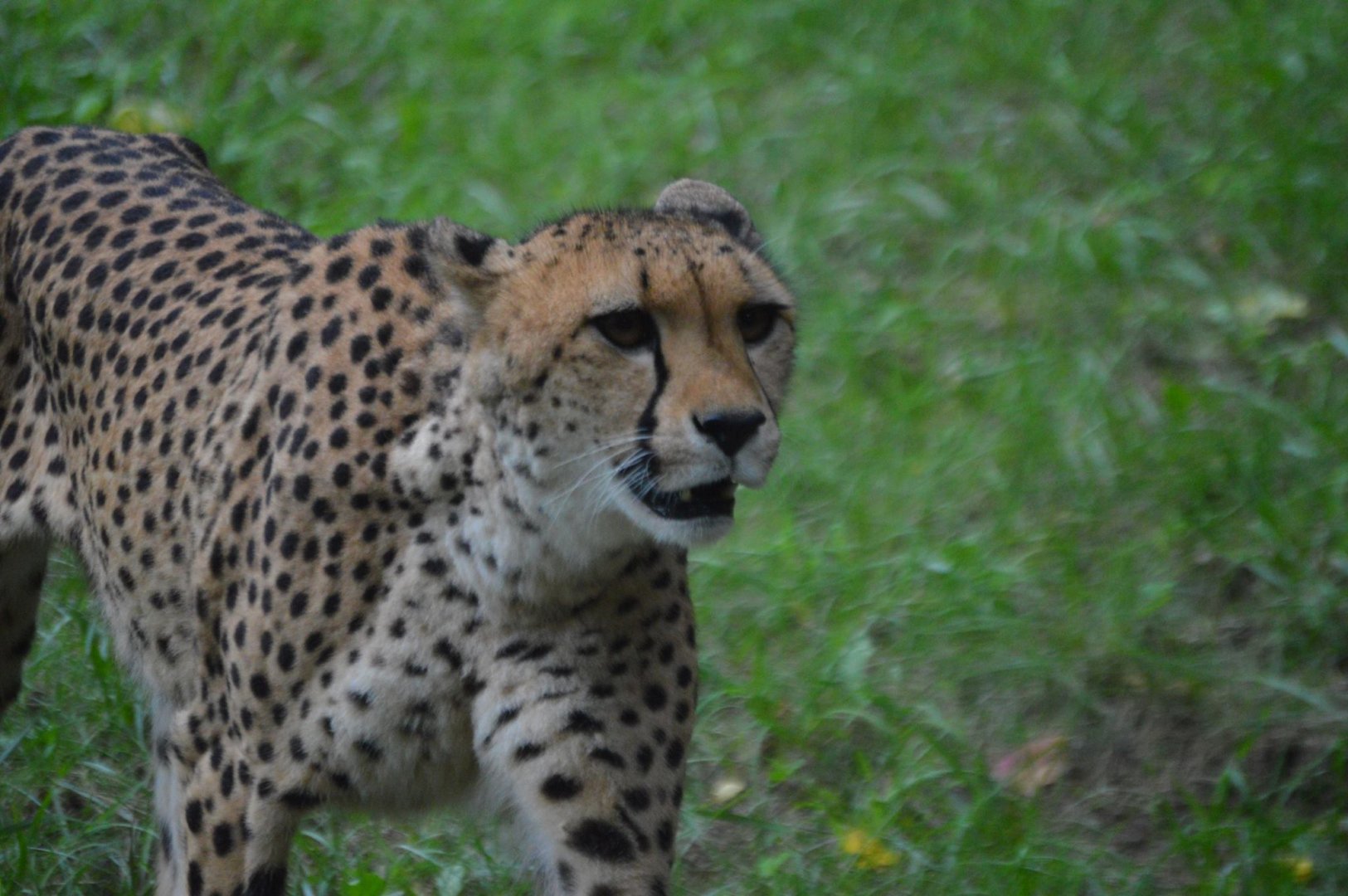 Acinonyx jubatus jubatus